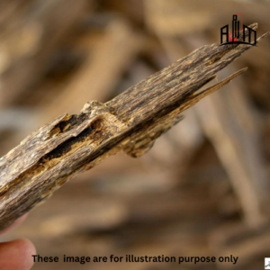 Nagaland Agarwood